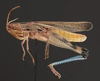 Amphitornus coloradus