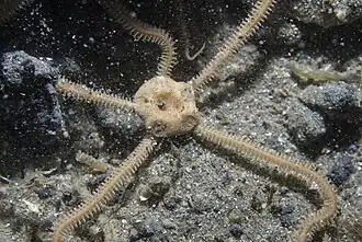 Draadarmige slangster