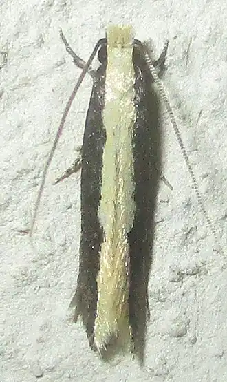 Amphixystis cymataula