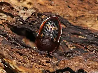 Breedgerande glanskever