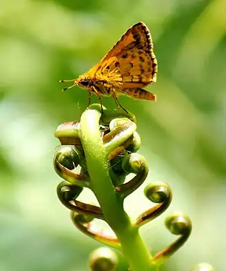 Ampittia dioscorides