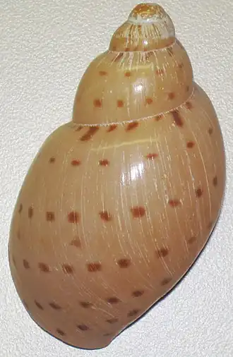 Ampulla priamus