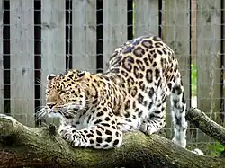 Een amoerpanter in Leopard Heights