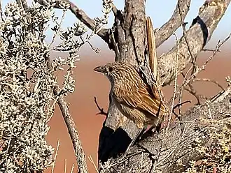 Oostelijke grassluiper