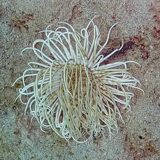 Cerianthus punctatus