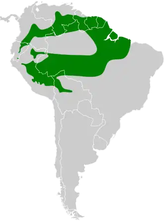 Roodstaartbladspeurder