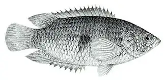 Ctenopoma maculatum