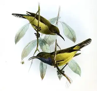 Principehoningzuiger