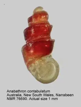 Anabathron contabulatum