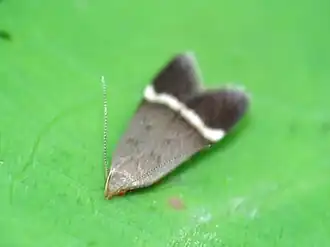 Anacampsis agrimoniella