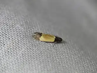 Anacampsis coverdalella