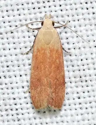 Anacampsis fullonella