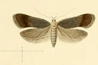 Anacampsis hirsutella