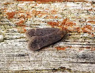 Anacampsis timidella