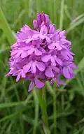 Hondskruid (Anacamptis pyramidalis)