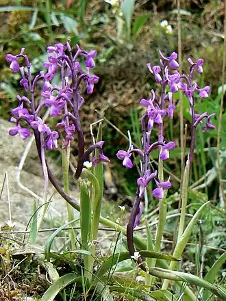 Anacamptis champagneuxii