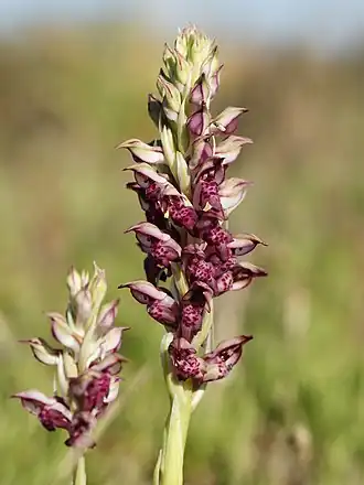 Anacamptis fragrans