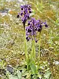 Anacamptis longicornu