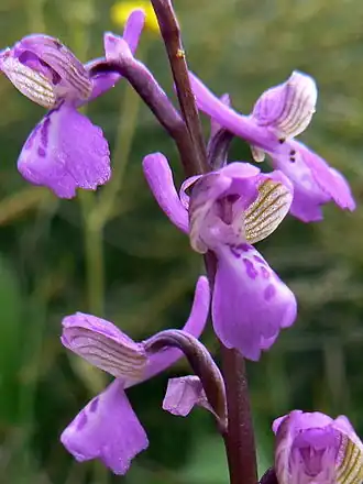 Anacamptis picta