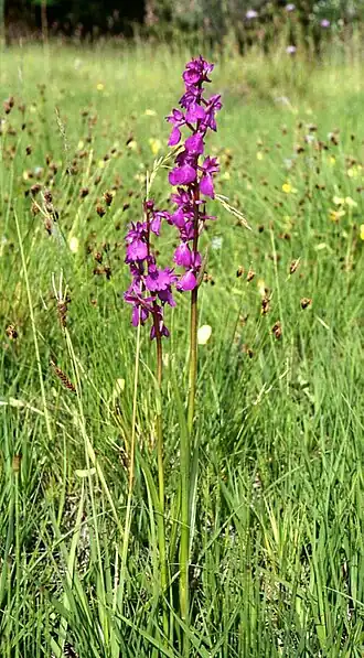 Moerasorchis