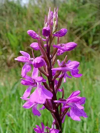 Moerasorchis (Anacamptis palustris)