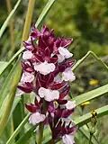 Vlinderorchis (Anacamptis papilionacea)