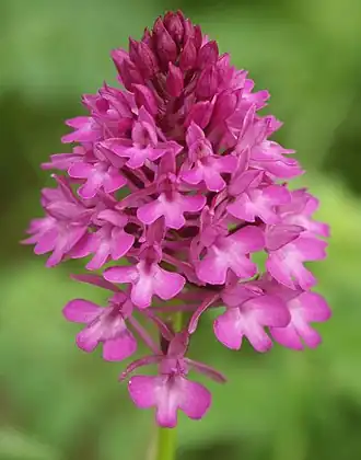 Piramide-orchis (Anacamptis pyramidalis)
