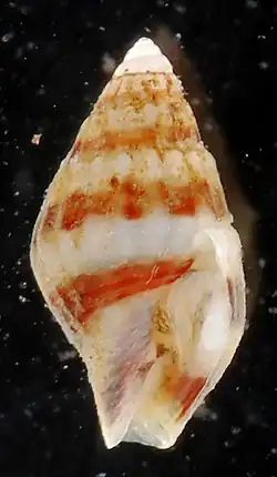 Parvanachis obesa