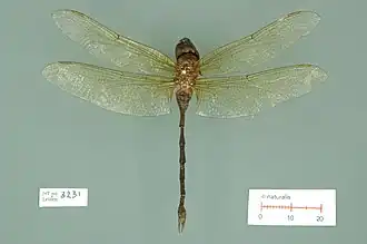 Anaciaeschna melanostoma