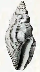 Anacithara exquisita