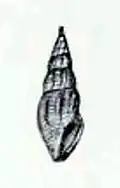 Anacithara osumiensis