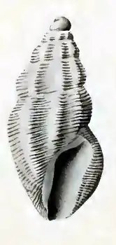 Anacithara propinqua