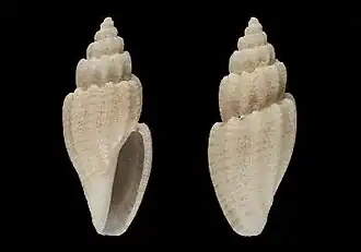 Anacithara punctostriata