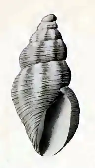 Anacithara tumida