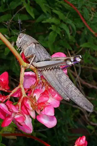 Anacridium melanorhodon