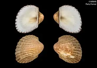 Anadara camerunensis