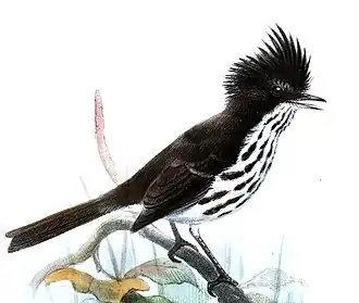 Juan-Fernandezmeestiran