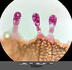 Klierharen op blad van rood guichelheil