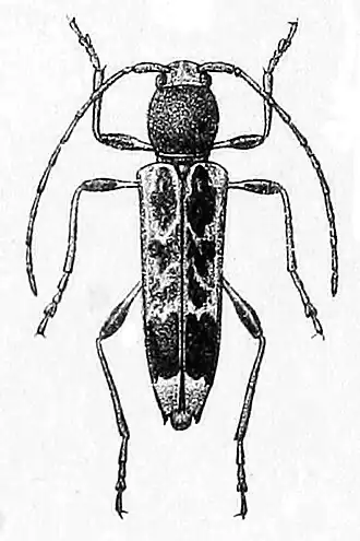 Anaglyptus colobotheoides