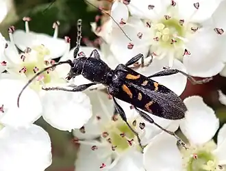 Anaglyptus luteofasciatus