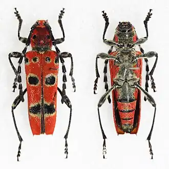 Anaglyptus meridionalis