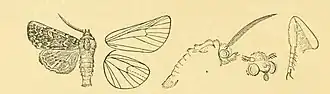 Anarta deserticola