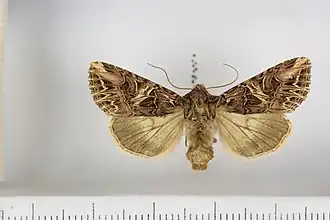 Anarta farnhami