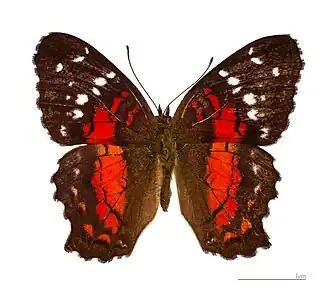 Anartia amathea