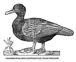 4. Vrouwelijke 'Anas cairina' met fonteinkruid, Ulisse Aldrovandi