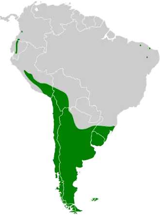 Zuid-Amerikaanse pijlstaart