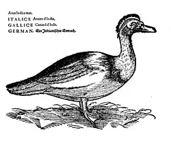 2. Anas indica, Icones Avium omnium, Conrad Gesner, Zürich, 1560