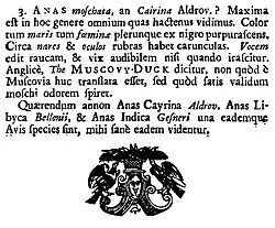 5. Anas moschata, Synopsis methodica avium & piscium, John Ray, 1713