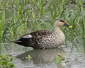 Indische vlekbekeend