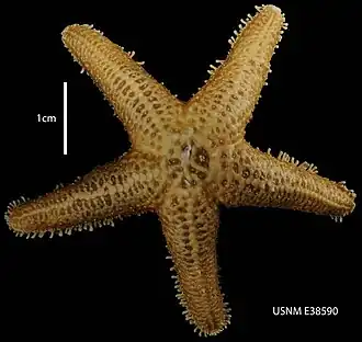 Anasterias laevigata